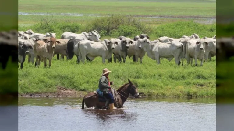Productores de Apure activan medidas preventivas ante impacto de El Niño