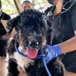 Misión Nevado desplegará este sábado gran Feria Animalista y jornada de vacunación antirrábica en Maracaibo