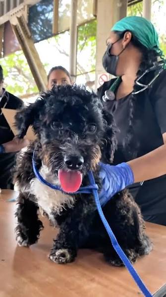 Misión Nevado desplegará este sábado gran Feria Animalista y jornada de vacunación antirrábica en Maracaibo