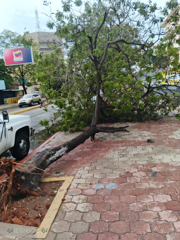Alcaldía de Maracaibo desplegada en la calle ante reportes de árboles caídos