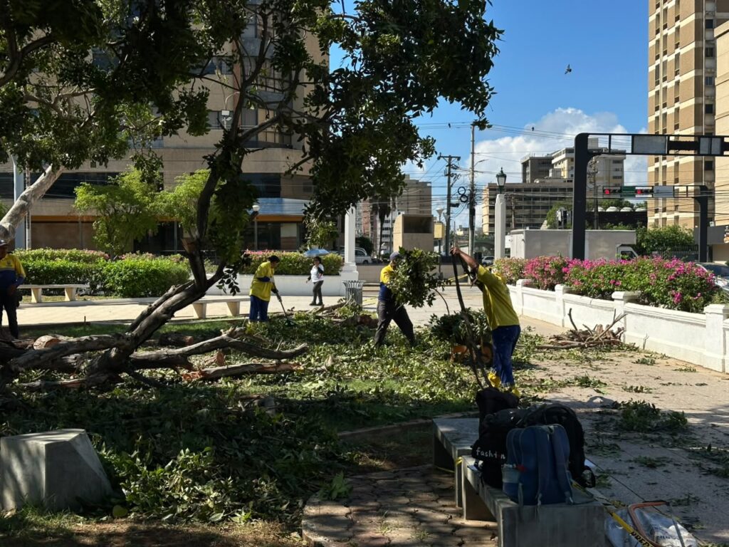 ¡10 hasta los momentos! Alcaldía sigue en la calle atendiendo las emergencias por árboles caídos