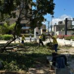 ¡10 hasta los momentos! Alcaldía sigue en la calle atendiendo las emergencias por árboles caídos