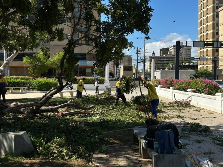 ¡10 hasta los momentos! Alcaldía sigue en la calle atendiendo las emergencias por árboles caídos