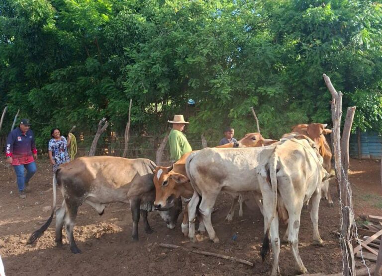 Alcaldía de Maracaibo apoya caracterización de ganadería bovina para certificar al país libre de aftosa