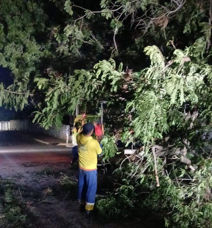 Alcaldía de Maracaibo atiende en operativo nocturno de emergencia caída de árboles por fuertes vientos en la ciudad