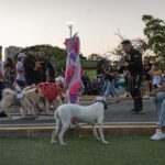 Alcaldía de Maracaibo invita a la primera "Caminata en Manada" por el bienestar canino