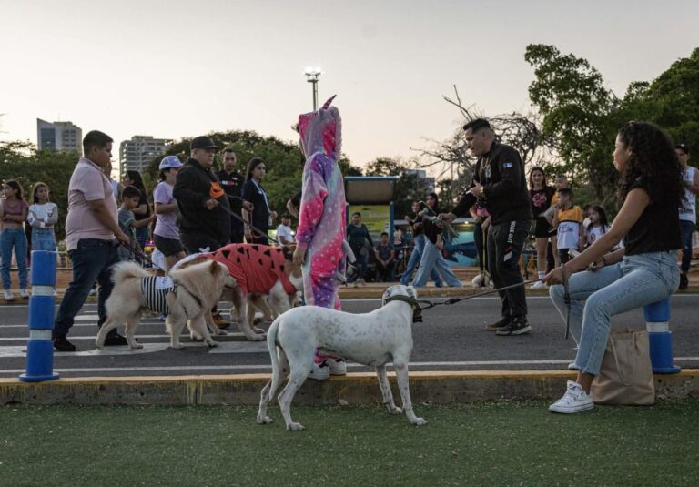Alcaldía de Maracaibo invita a la primera "Caminata en Manada" por el bienestar canino