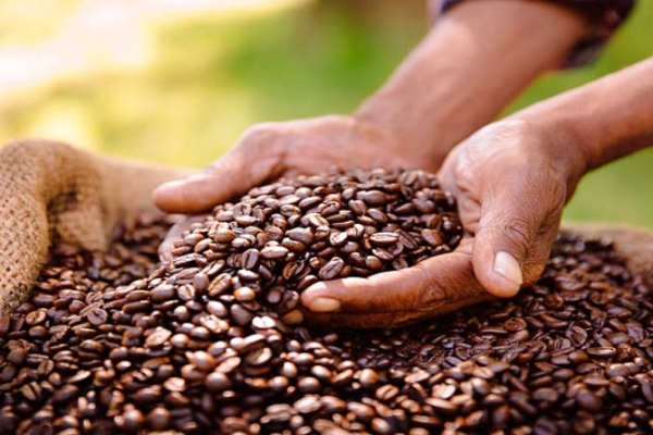 Delcy Rodríguez: Producción de café en el país ha incrementado en casi un 10%