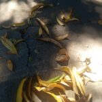 El fenómeno de El Niño intensifica la sequía en el noroccidente del Zulia