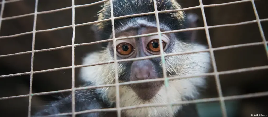 Facebook y TikTok la nueva frontera del tráfico de especies