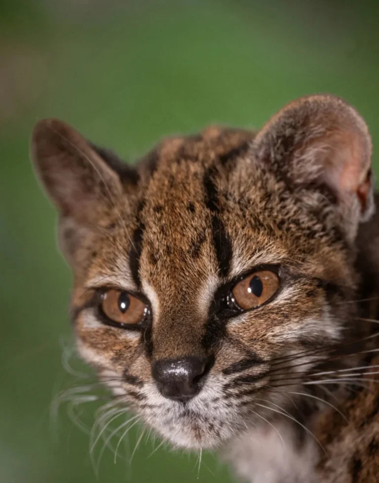 Un diminuto felino de Bolivia es identificado como una nueva especie
