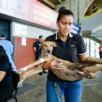 ‎IMPA atiende hasta 120 mascotas en cada jornada de esterilización en Maracaibo