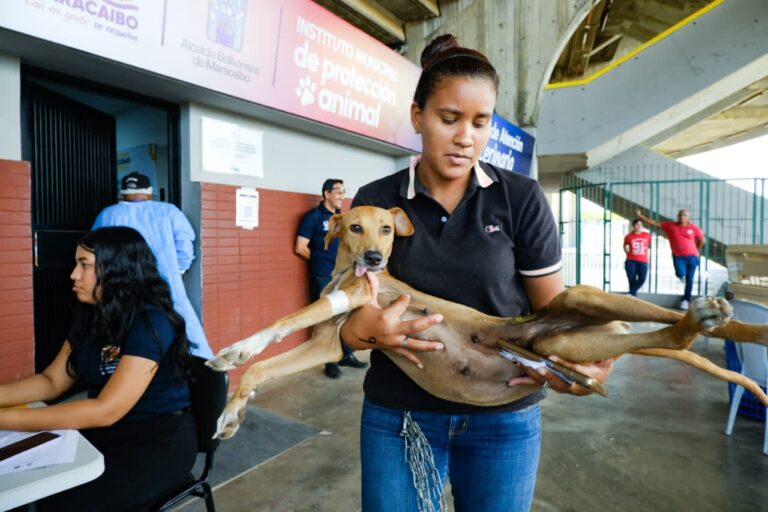 ‎IMPA atiende hasta 120 mascotas en cada jornada de esterilización en Maracaibo