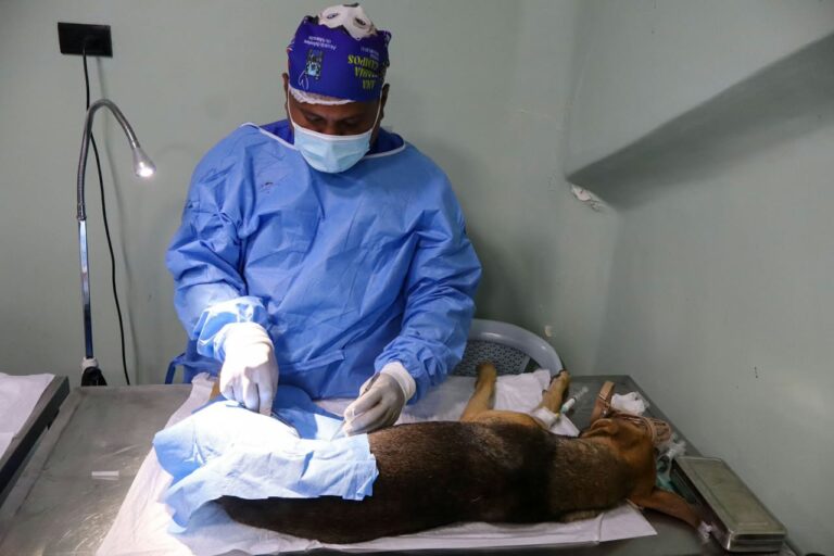 Alcaldía de Maracaibo impulsa el bienestar animal con la jornada masiva Castralat