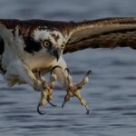 Ambientalistas dan la bienvenida a las aves migratorias