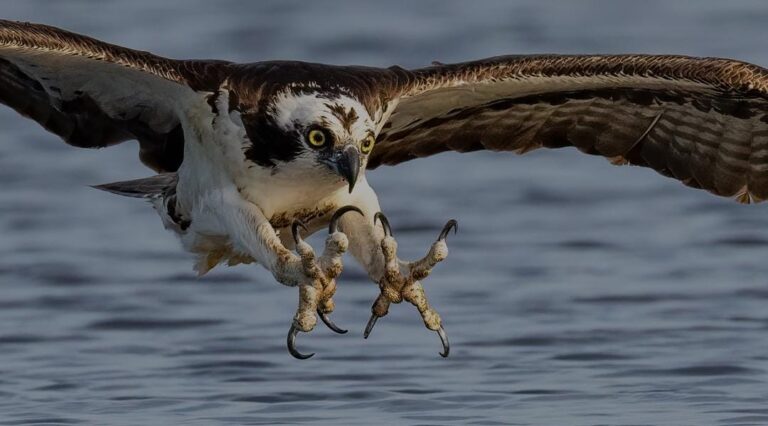 Ambientalistas dan la bienvenida a las aves migratorias