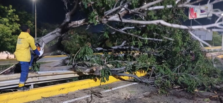 Bomberos de Maracaibo atendieron solicitudes de árboles caídos y estructuras afectadas por los fuertes vientos