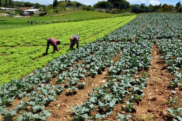 Confagan propone diez por ciento del petróleo para fortalecer el campo