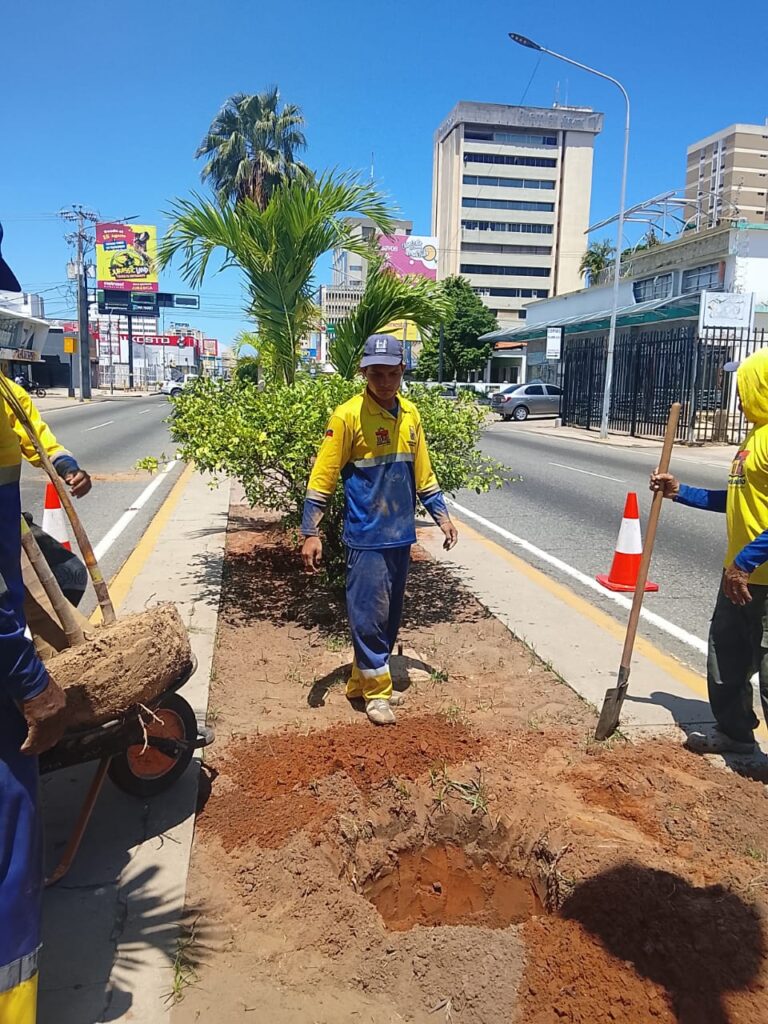 Instituto Municipal del Ambiente despliega operativo de siembra en Bella Vista