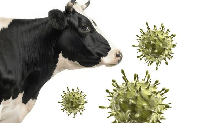 Virus Shamonda